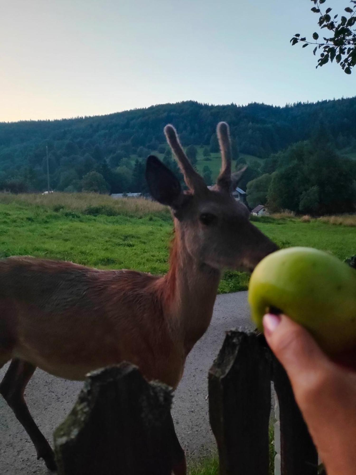 Góralska Czarcia Chata pod Jałowcem Stryszawa Exterior foto
